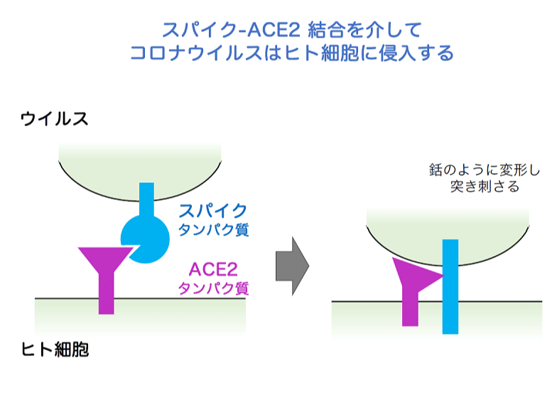 スパイク-ACE2 結合を介してコロナウイルスはヒト細胞に侵入する