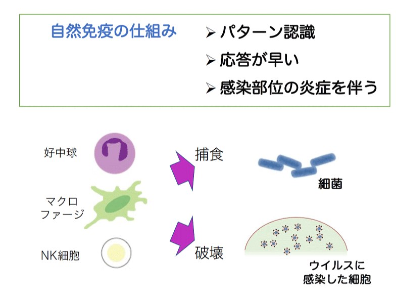 自然免疫の仕組み