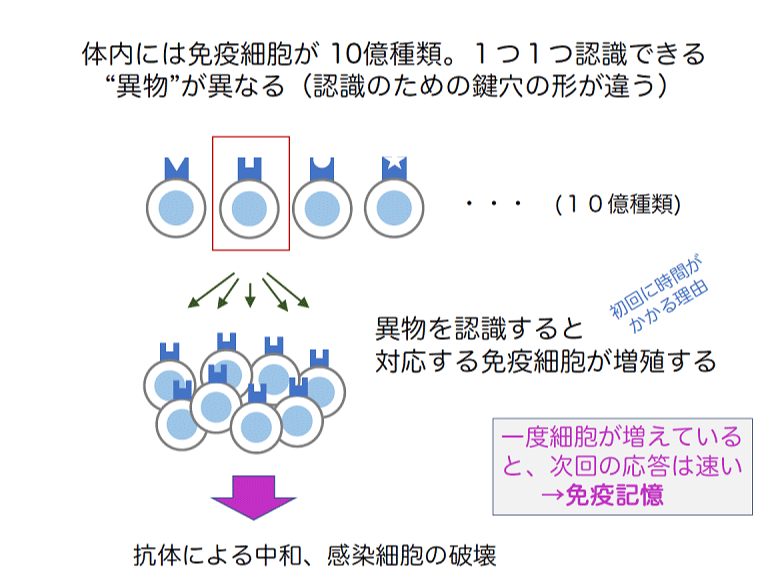 体内には免疫細胞が10億種類。１つ１つ認識できる　“異物”が異なる（認識のための鍵穴の形が違う）