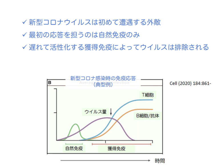 新型コロナ感染時の免疫応答（典型例）