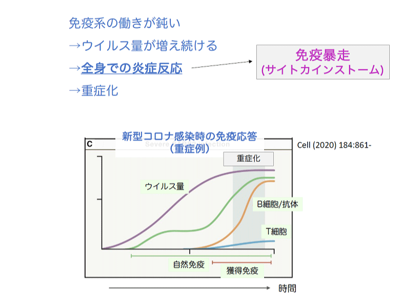 新型コロナ感染時の免疫応答（重症例）